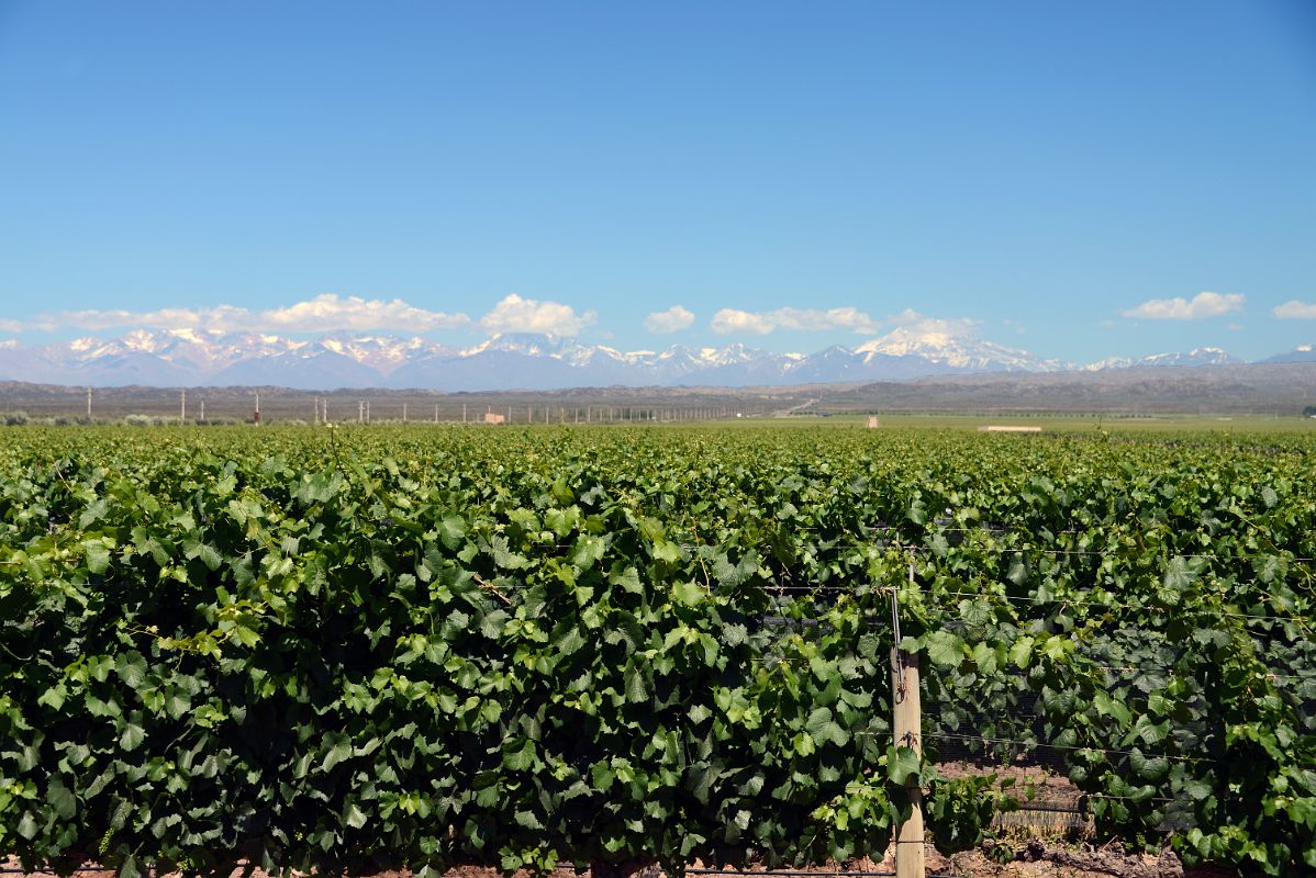 07-16 The Vineyard At Pulenta Estate With Cerro Tupungato Mountain Range Behind On Lujan de Cuyo Wine Tour Near Mendoza